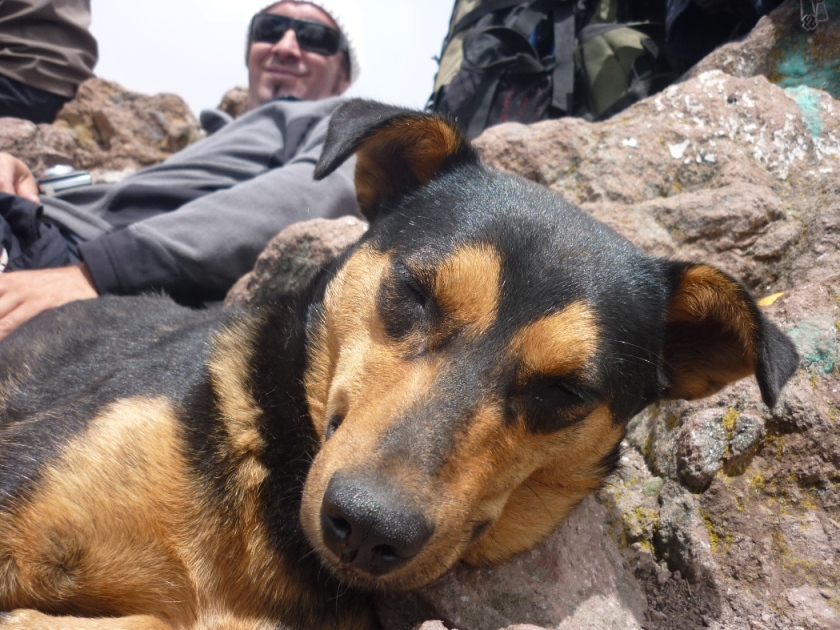 Malinche summit with dog