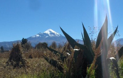 Pico de Orizaba cactus