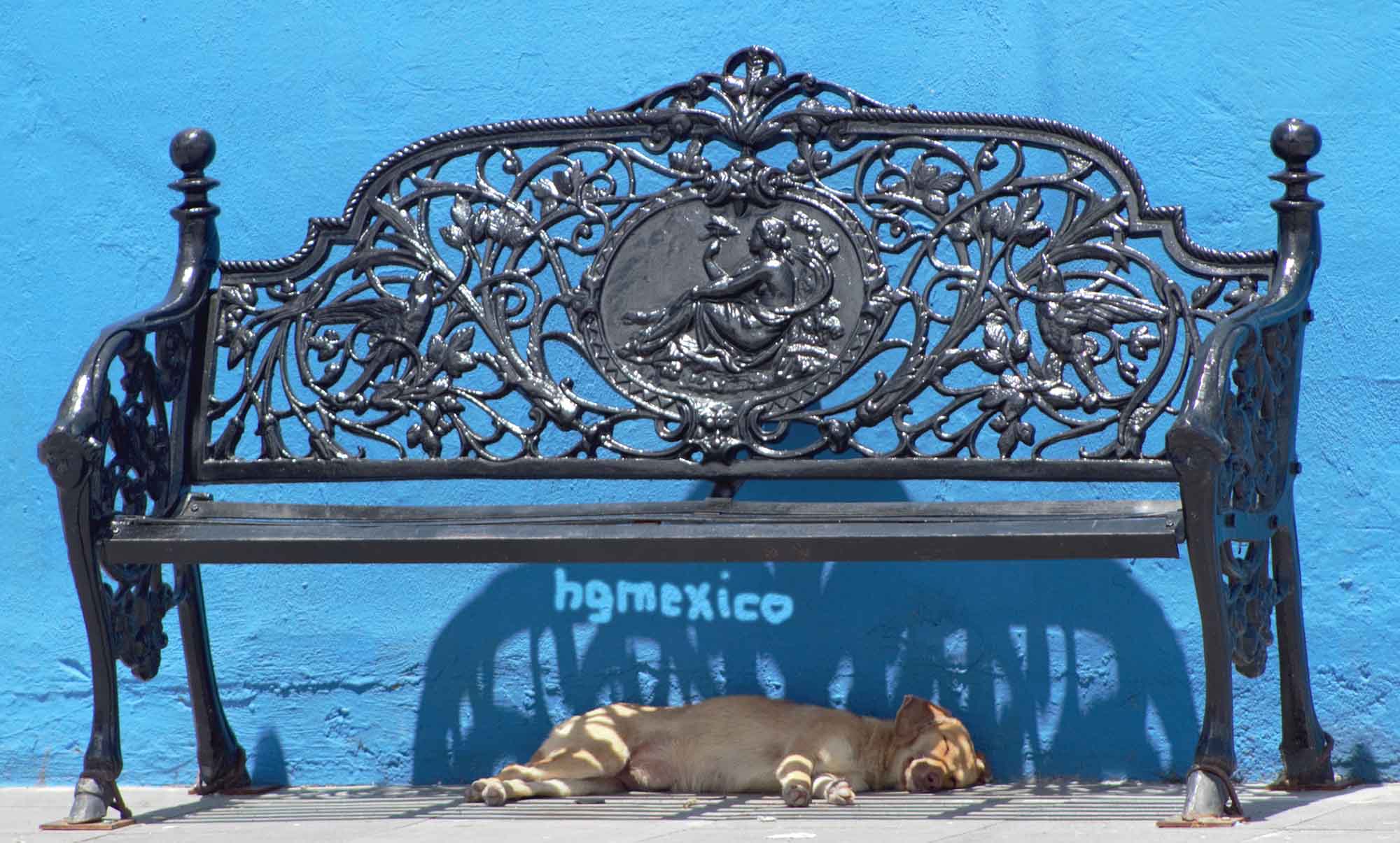 Mexico city dog 